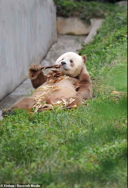 The only brown panda in the world that was being bullied has been adopted 1