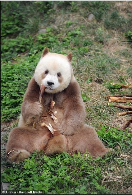 The only brown panda in the world that was being bullied has been adopted 2
