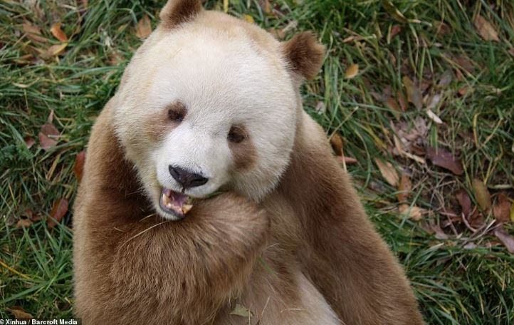 The only brown panda in the world that was being bullied has been adopted 3