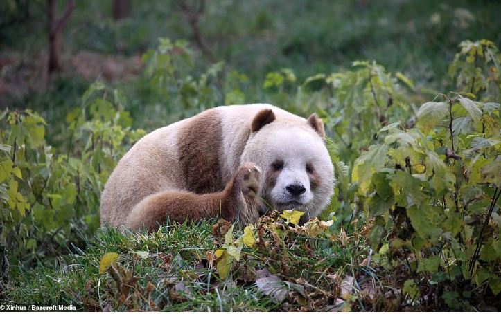 The only brown panda in the world that was being bullied has been adopted 4