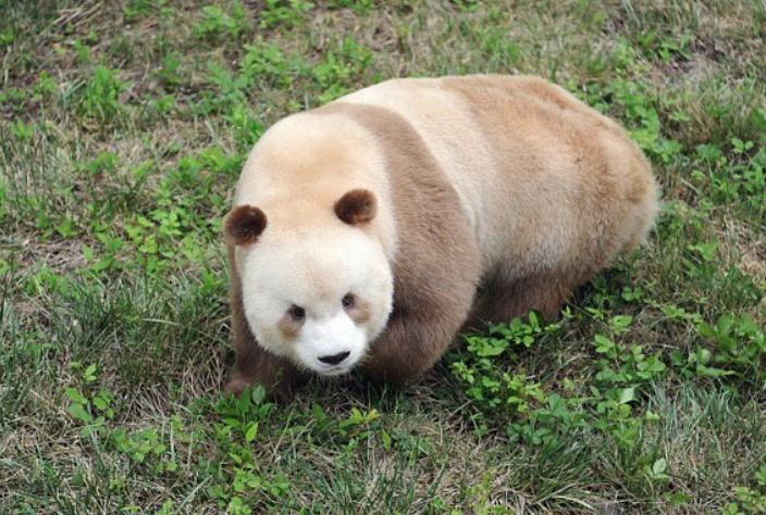 The only brown panda in the world that was being bullied has been adopted 5