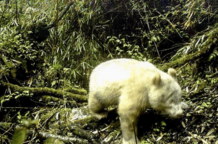 The only rare albino panda appearance in the world 2