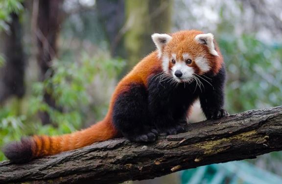 7 interesting facts about adorable red Pandas, the last one will surely surprise you 5
