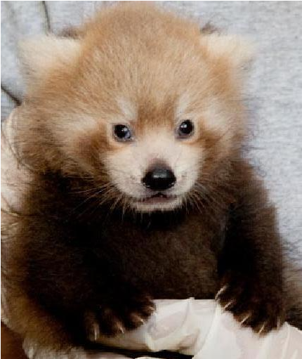 Admire the cute and extremely rare species of red panda 1