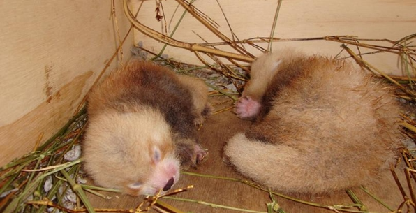 Admire the cute and extremely rare species of red panda 2