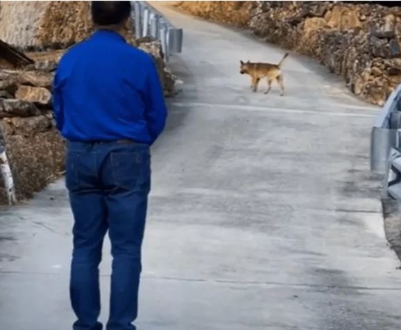 An old dog bid farewell to its owner before leaving home to find a place to...pass away 2