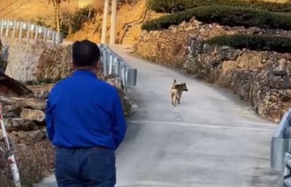 An old dog bid farewell to its owner before leaving home to find a place to...pass away 1