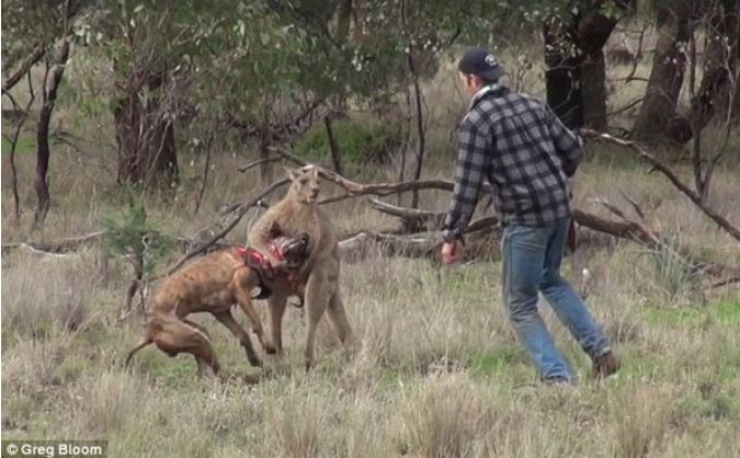 Man fights with a kangaroo to rescue bullied pet dog 1