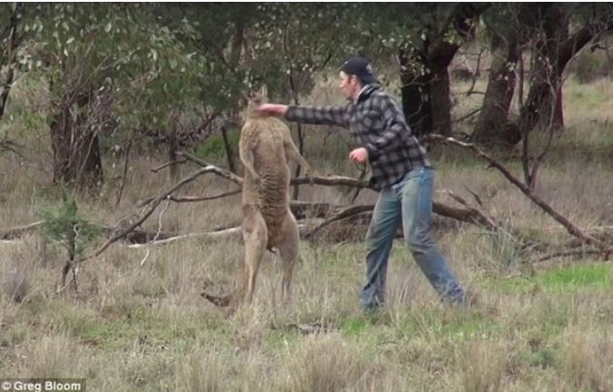 Man fights with a kangaroo to rescue bullied pet dog 2