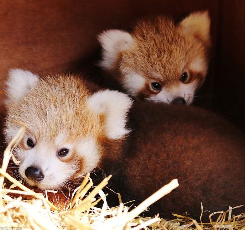 The adorable look of twin red pandas at Adventure Park 1