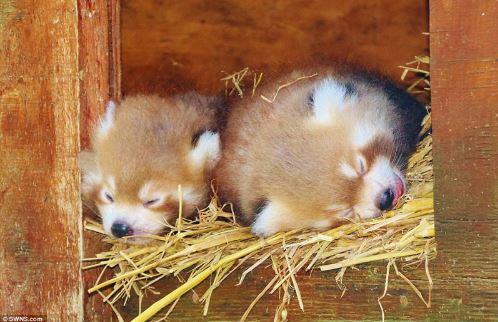 The adorable look of twin red pandas at Adventure Park 2
