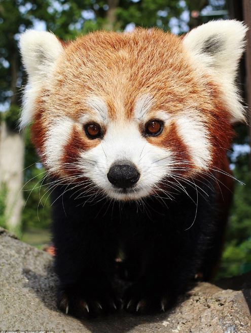 The adorable look of twin red pandas at Adventure Park 3