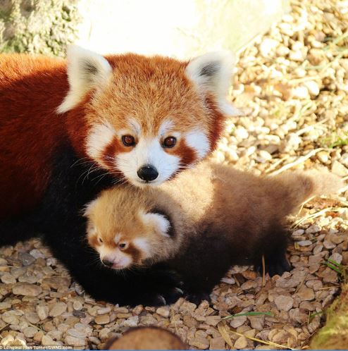 The adorable look of twin red pandas at Adventure Park 4