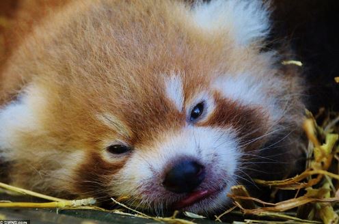 The adorable look of twin red pandas at Adventure Park 5