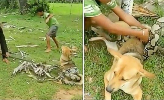 Three brave kids rescue this dog wrapped tightly by a python constrictor like an action movie 1
