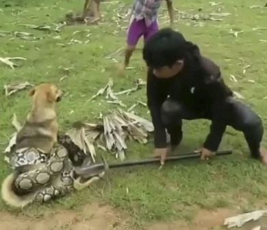 Three brave kids rescue this dog wrapped tightly by a python constrictor like an action movie 2