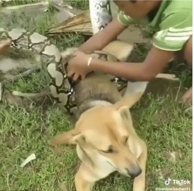 Three brave kids rescue this dog wrapped tightly by a python constrictor like an action movie 3
