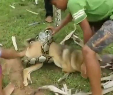 Three brave kids rescue this dog wrapped tightly by a python constrictor like an action movie 4