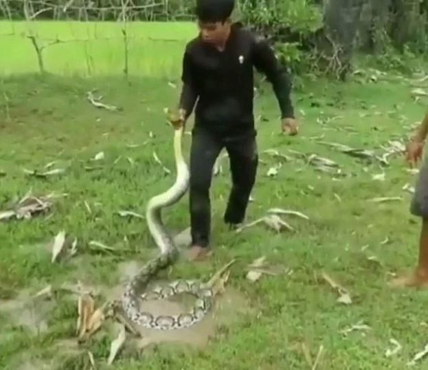 Three brave kids rescue this dog wrapped tightly by a python constrictor like an action movie 5