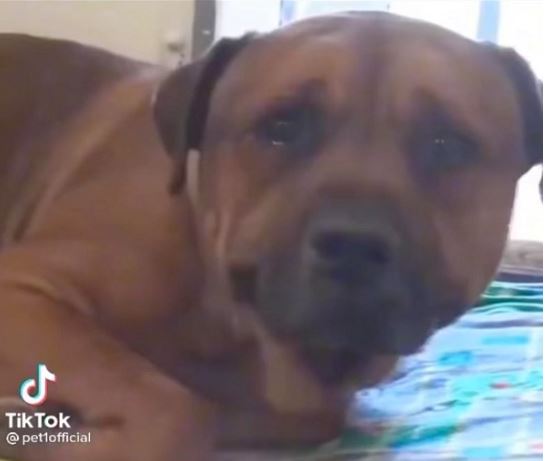 Feeling sorry for the dog crying in despair when he knew he was betrayed by his owner 1