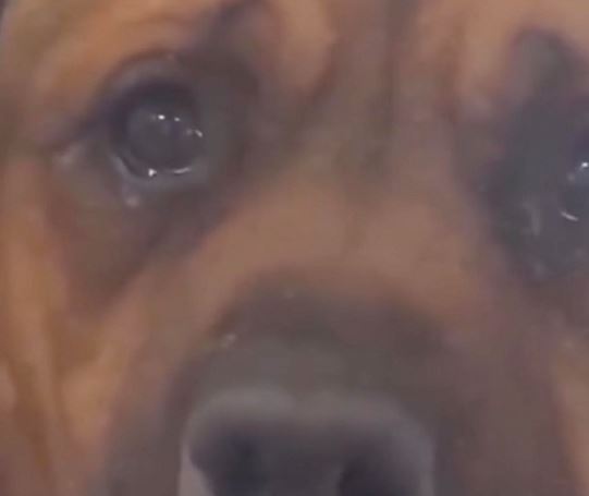 Feeling sorry for the dog crying in despair when he knew he was betrayed by his owner 3