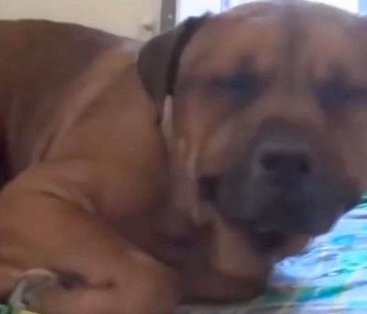 Feeling sorry for the dog crying in despair when he knew he was betrayed by his owner 5