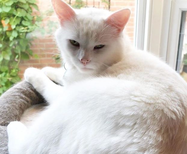 Meet the white cat Smudge gave rise to the viral meme 'woman yelling at a cat' 4