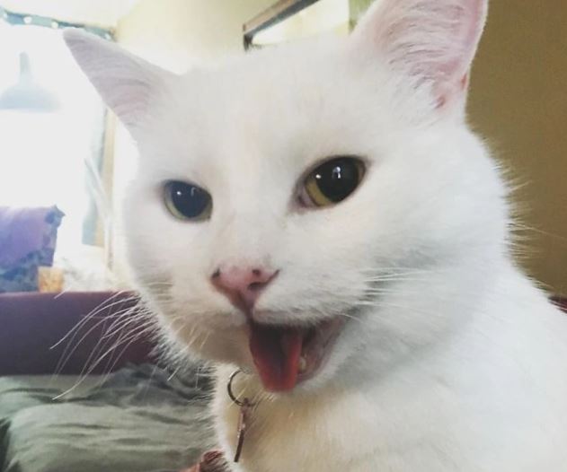 Meet the white cat Smudge gave rise to the viral meme 'woman yelling at a cat' 5