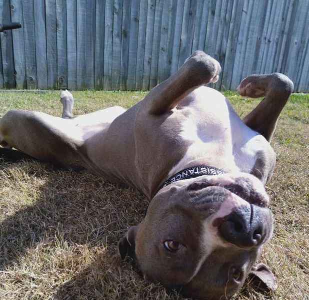 The loyal dog, after saving his mom's life, refuses to leave her side 1