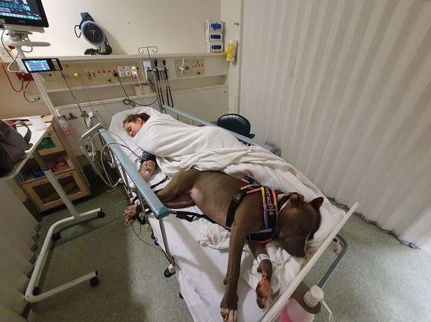 The loyal dog, after saving his mom's life, refuses to leave her side 3