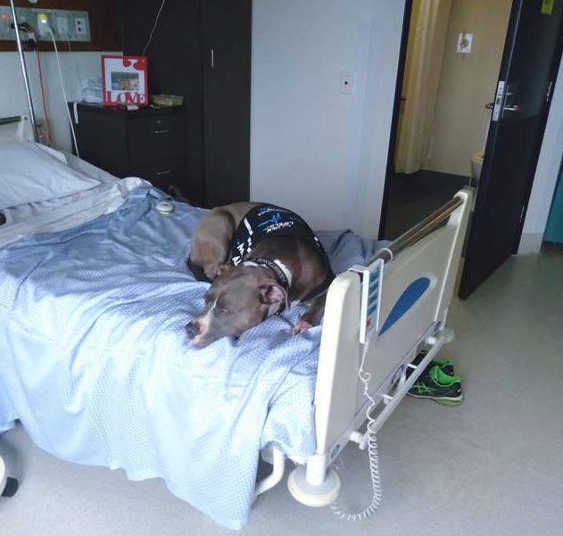 The loyal dog, after saving his mom's life, refuses to leave her side 5