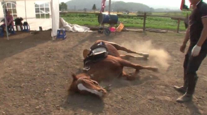 Lazy horse plays dead whenever people try to ride him 1