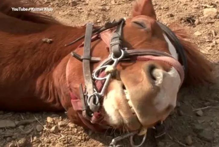 This horse rolled out to fake a dramatic death when someone tried to ride him 3