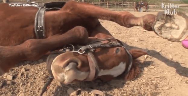 This horse rolled out to fake a dramatic death when someone tried to ride him 4