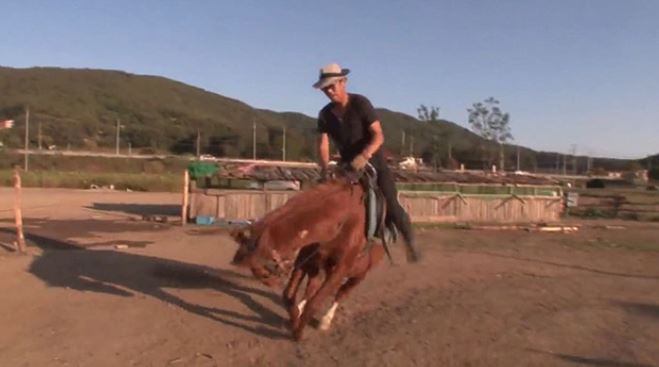 This horse rolled out to fake a dramatic death when someone tried to ride him 5