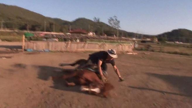 Lazy horse plays dead whenever people try to ride him 6