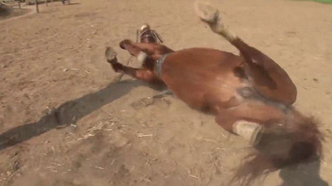Lazy horse plays dead whenever people try to ride him 7