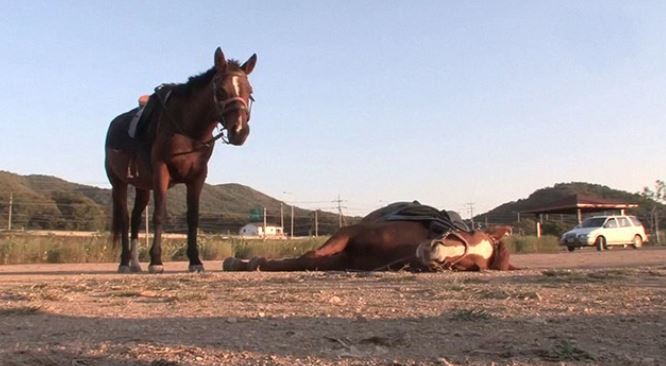 This horse rolled out to fake a dramatic death when someone tried to ride him 8