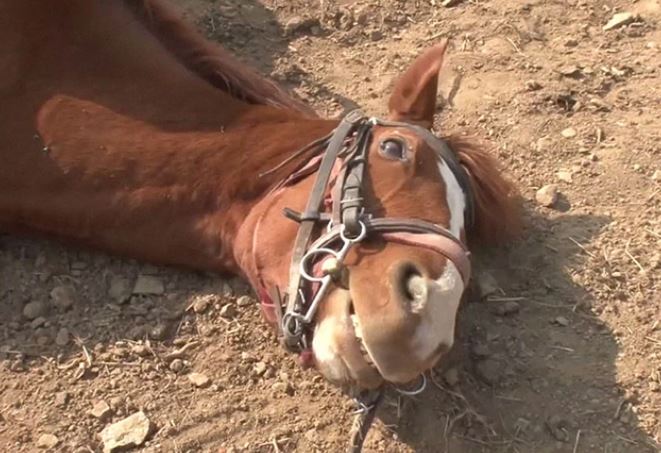 Lazy horse plays dead whenever people try to ride him 9