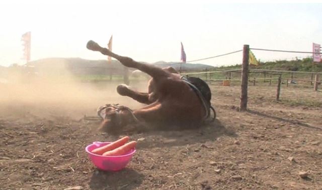 Lazy horse plays dead whenever people try to ride him 10