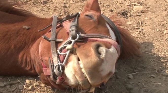 Lazy horse plays dead whenever people try to ride him 11