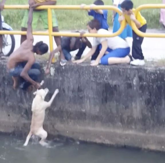 A young man selflessly saves a dog struggling in the water, touching many people's hearts 2