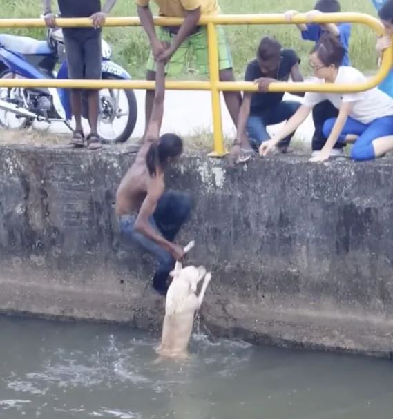 A young man selflessly saves a dog struggling in the water, touching many people's hearts 3