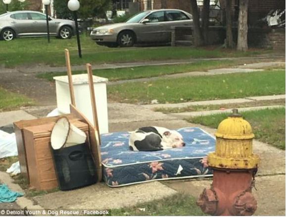 Abandoned by its owner, the poor dog patiently waits by the pile of old belongings 1