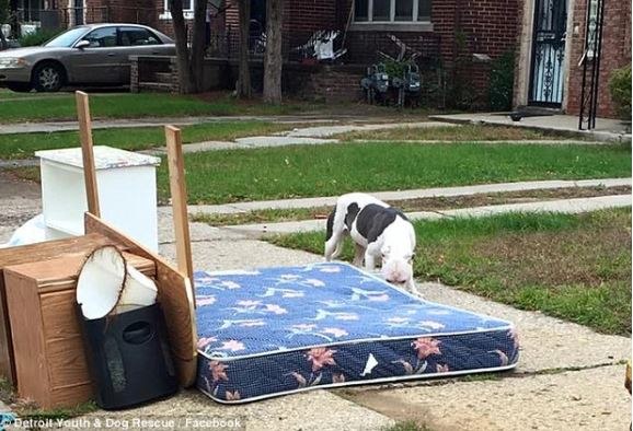 Abandoned by its owner, the poor dog patiently waits by the pile of old belongings 2