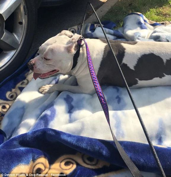 Abandoned by its owner, the poor dog patiently waits by the pile of old belongings 3