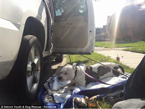 Abandoned by its owner, the poor dog patiently waits by the pile of old belongings 4