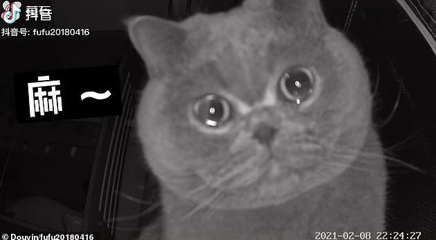 Left alone at home during the Tet holiday, the cat scratched the camera while shedding tears and calling for its owner. 1