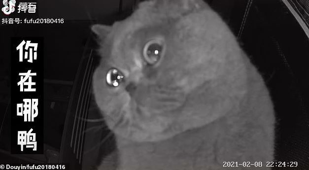 Left alone at home during the Tet holiday, the cat scratched the camera while shedding tears and calling for its owner. 2