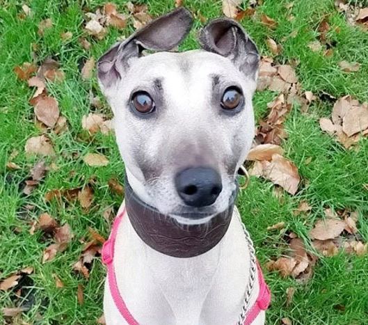 Sam - the loneliest dog in England: 3 times abandoned, 900 days waiting for the fateful owner 1